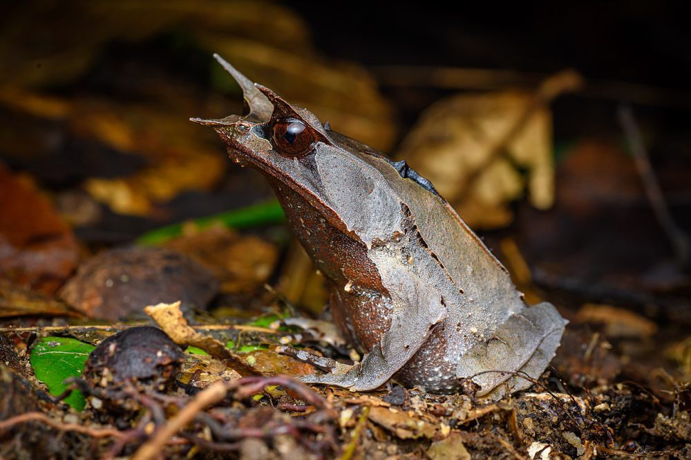 Katak Tanduk Hidung Panjang