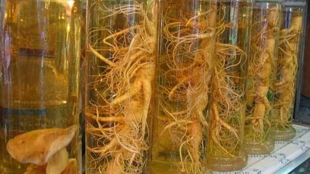 Akar ginseng Dewa Bumi