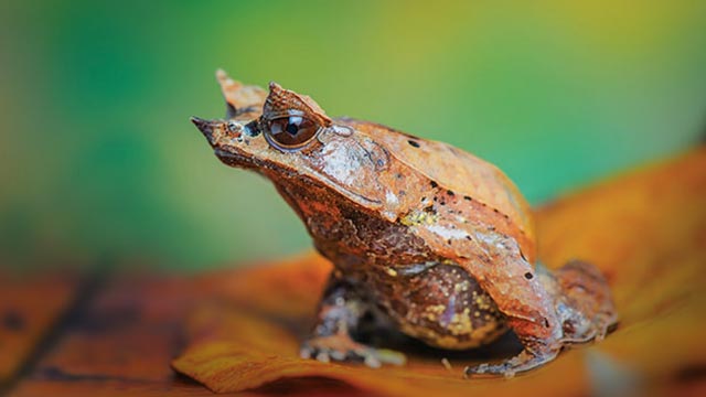 Katak Tanduk Hidung Panjang