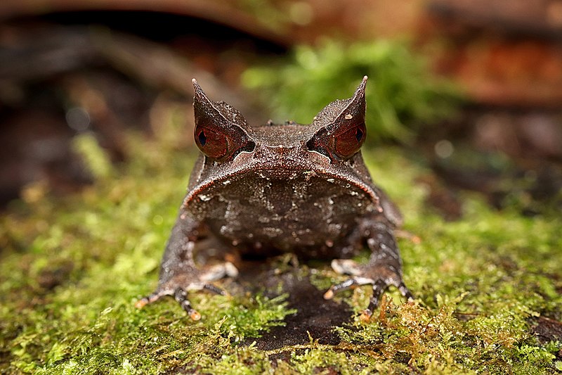 Katak Tanduk Hidung Panjang