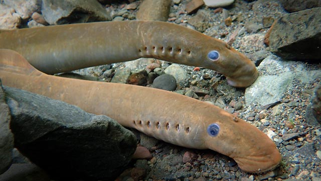 Lamprey