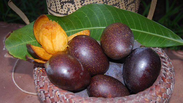 Mangga Kasturi