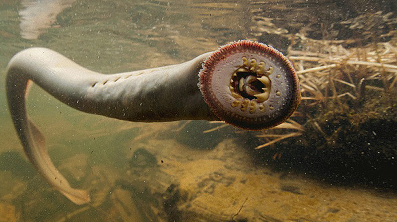 Lamprey