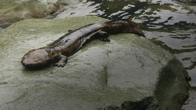 Salamander raksasa