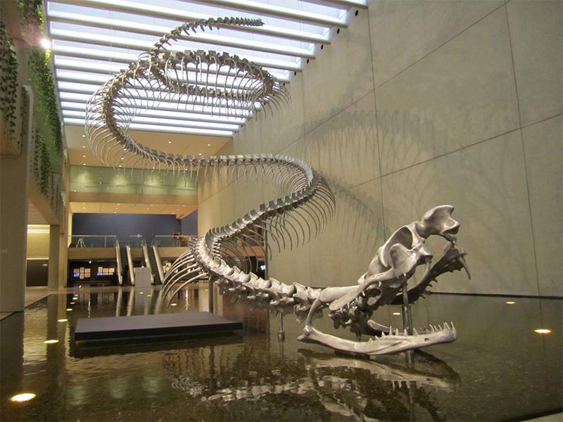 Titanoboa