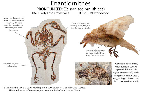 Enantiornithes