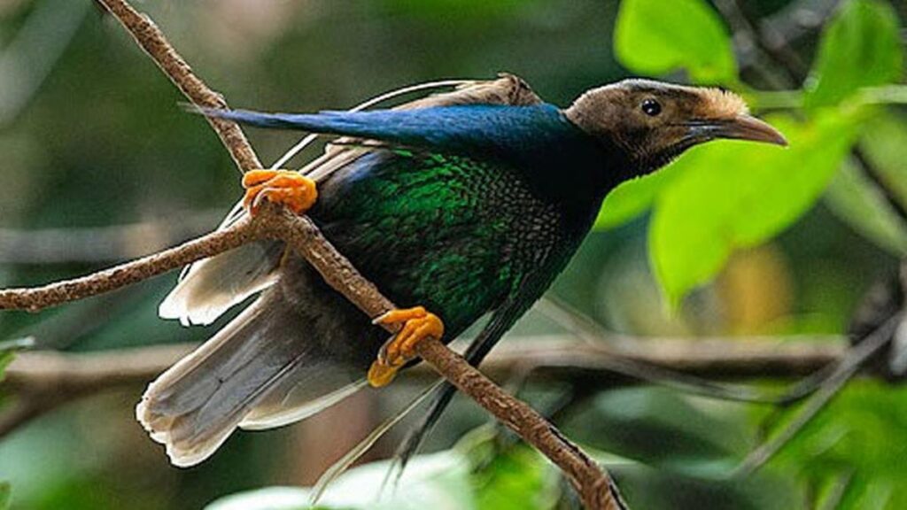 Burung Bidadari Halmahera