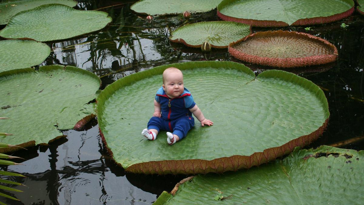 Victoria Amazonica