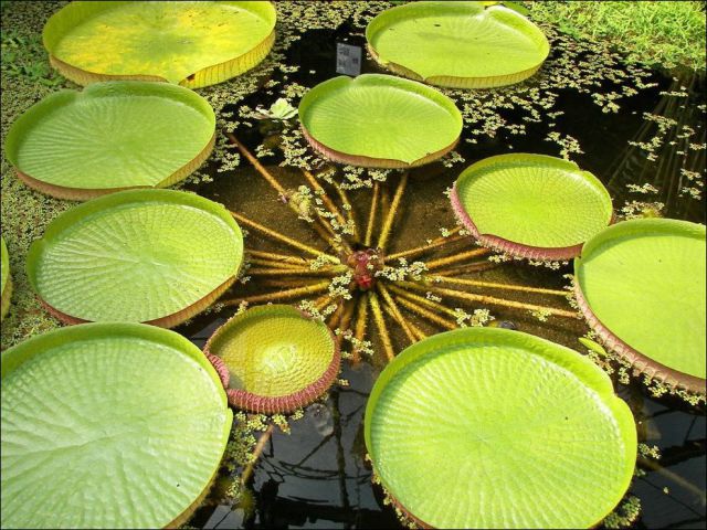 Victoria Amazonica