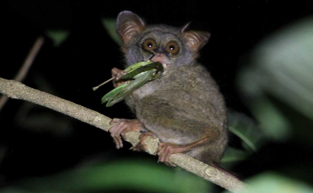 Tarsius