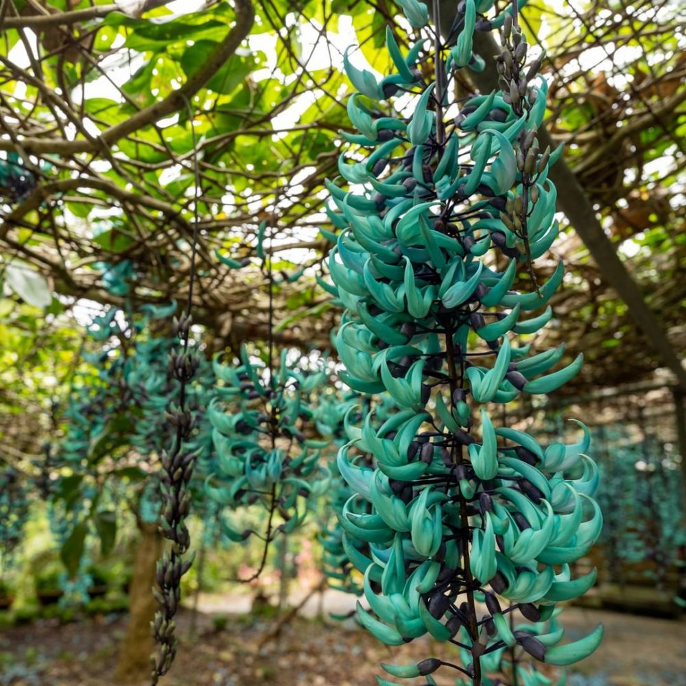 Bunga Jade Vine