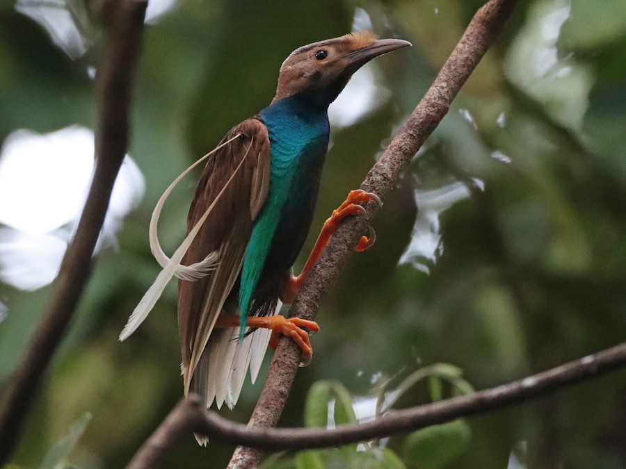 Burung Bidadari Halmahera