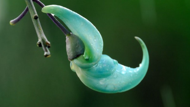 Bunga Jade Vine