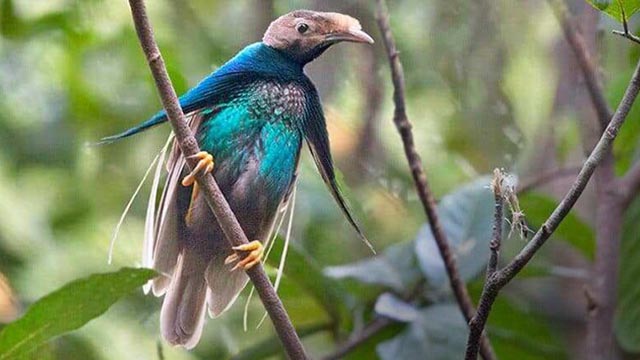 Burung Bidadari Halmahera