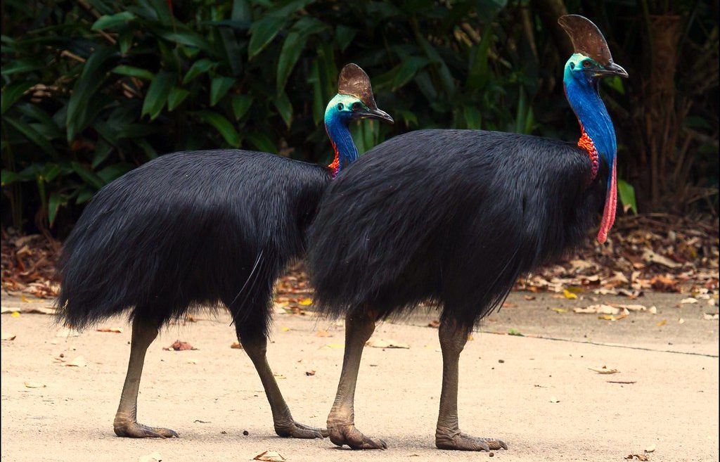 Burung kasuari