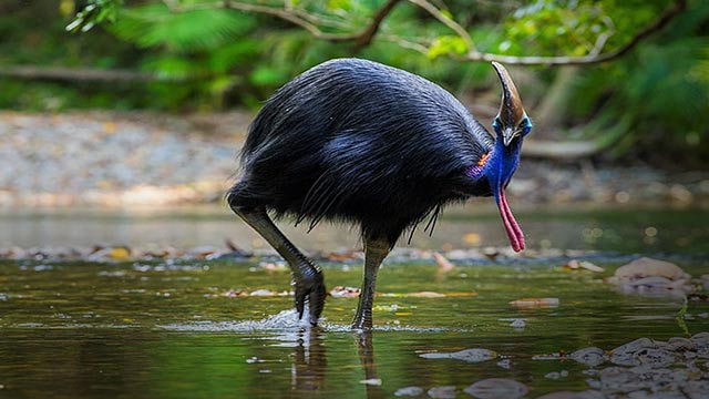 Burung Kasuari post thumbnail image