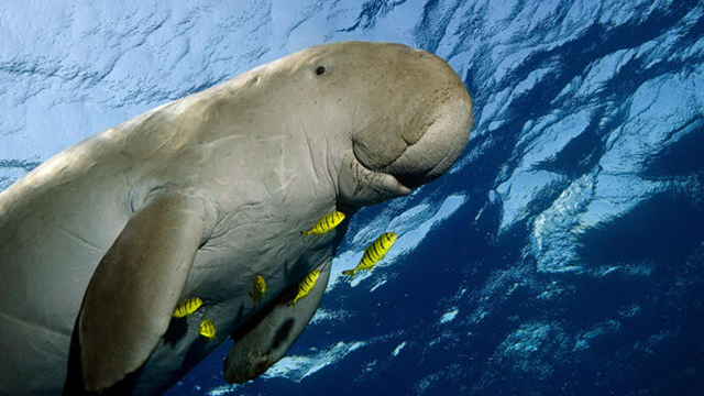 Dugong