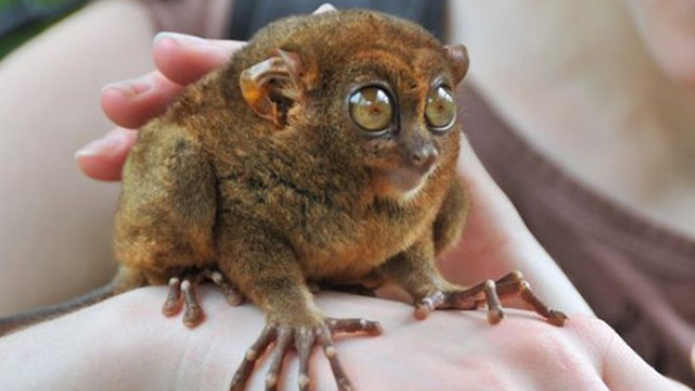 Tarsius post thumbnail image