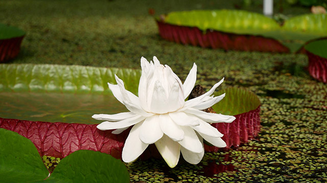 Victoria Amazonica