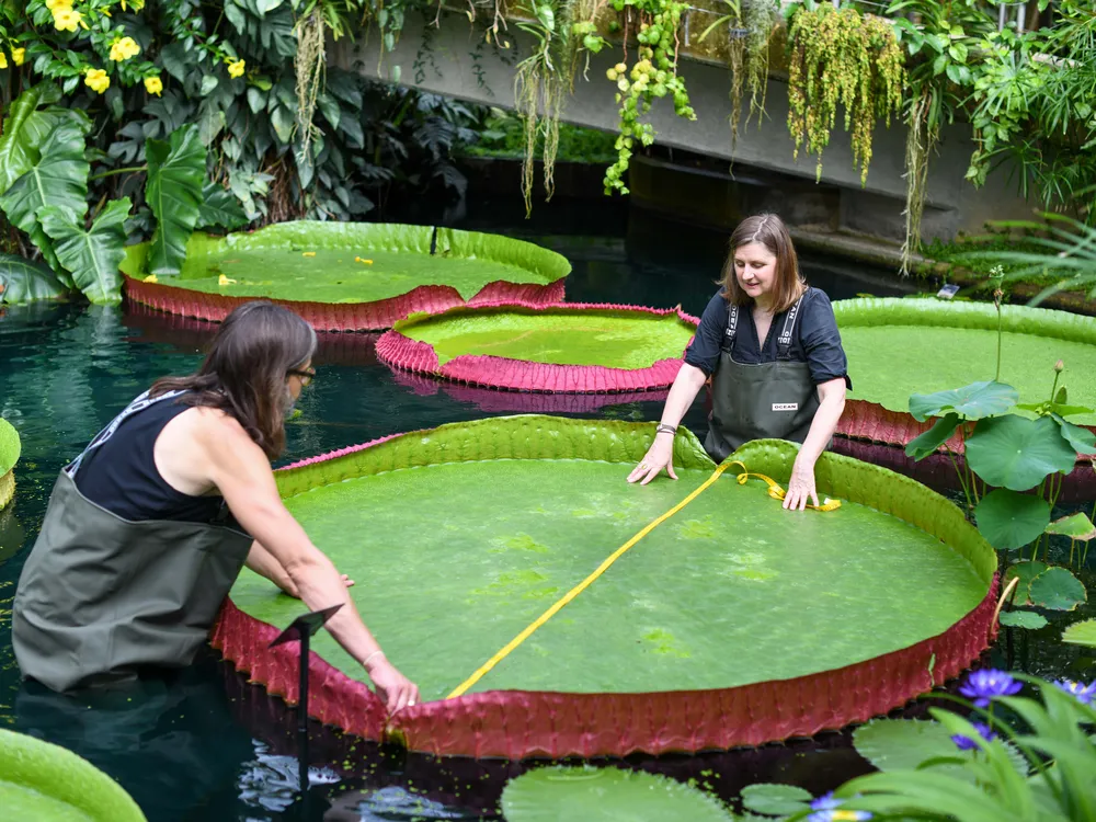 Victoria Amazonica