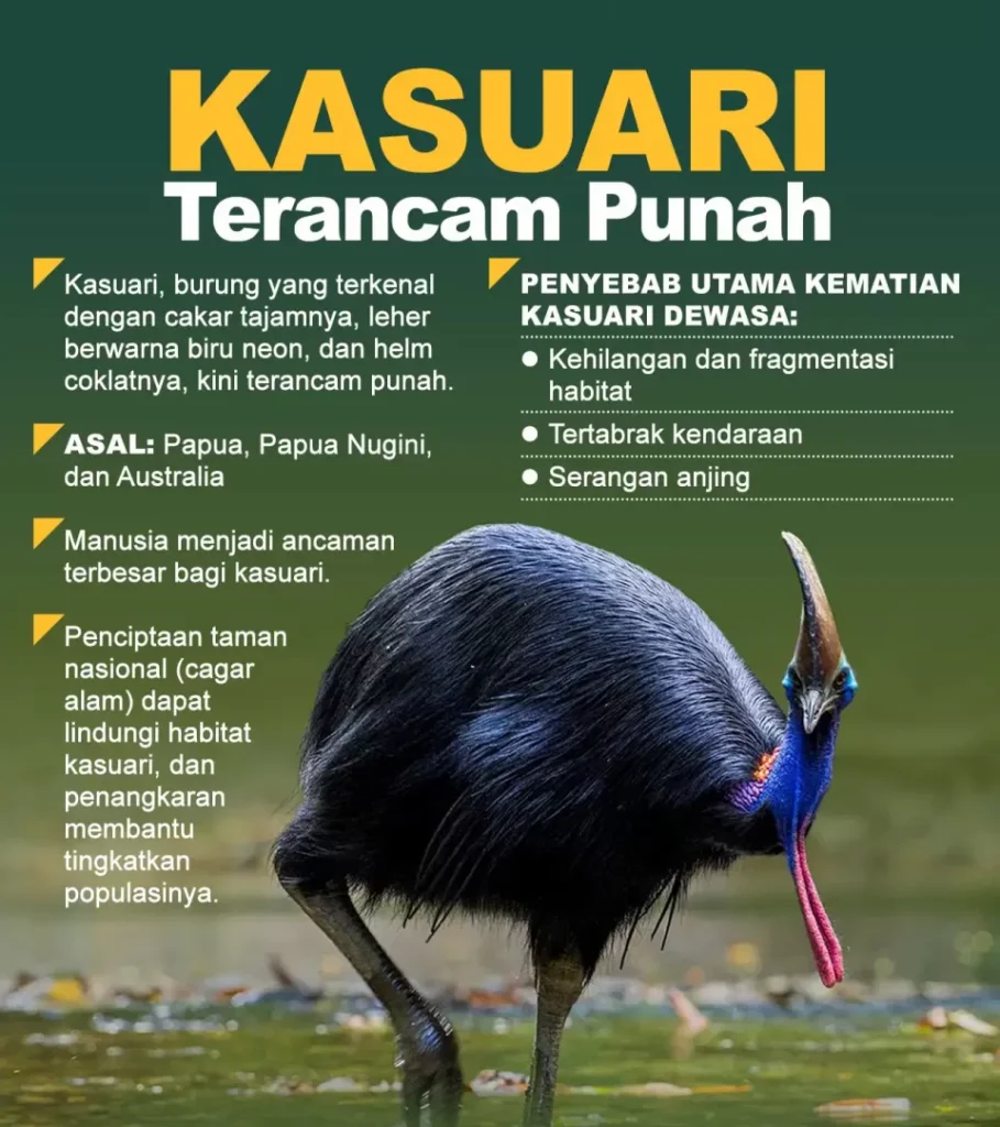 Burung kasuari