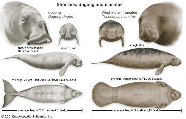 Dugong