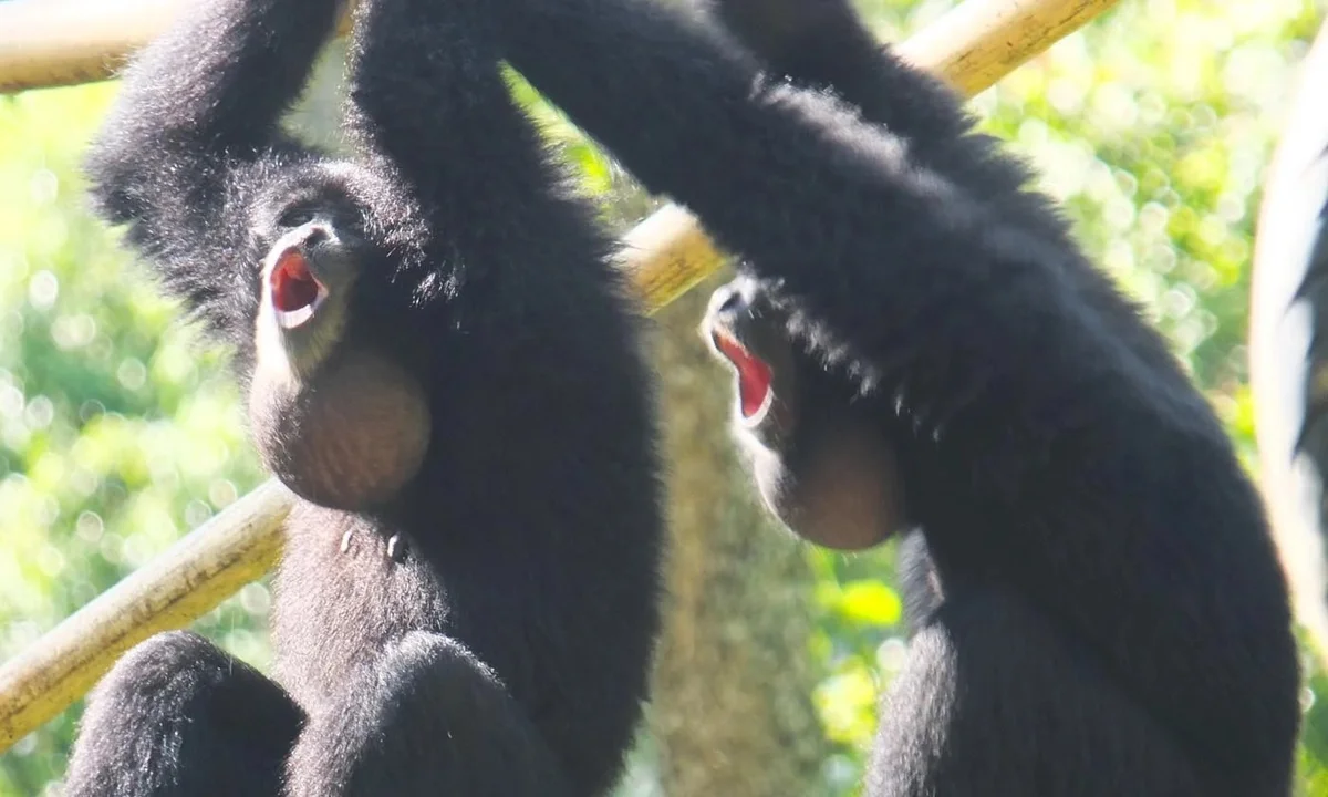 Siamang Hainan