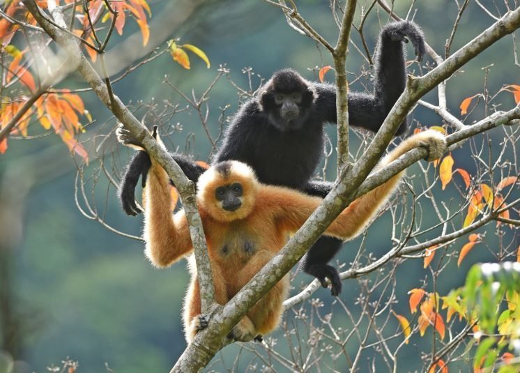 Siamang Hainan