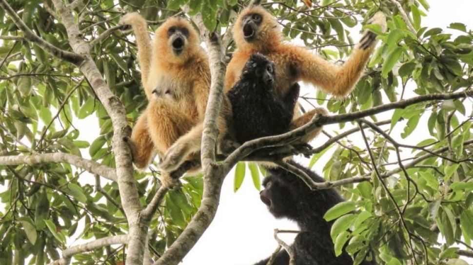 Siamang Hainan