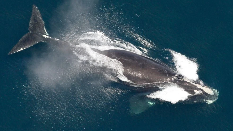 Paus Atlantik atau Atlantic Right Whale (Eubalaena glacialis) adalah salah satu spesies paus yang paling langka dan terancam punah di dunia. Paus ini sudah ....