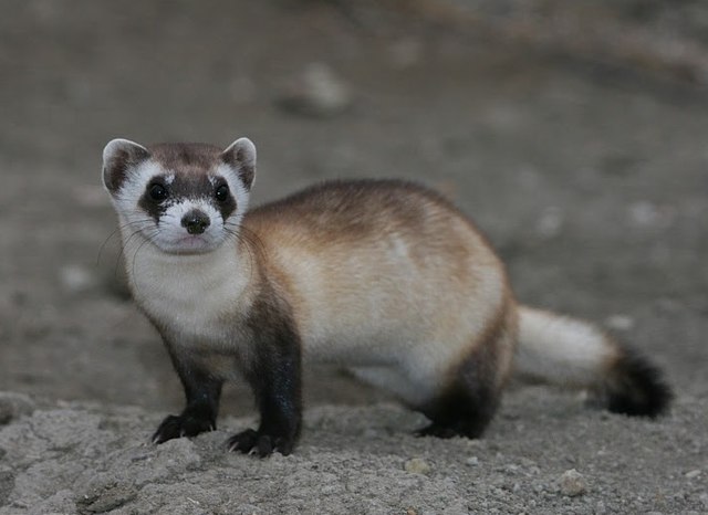 Musang Kaki Hitam