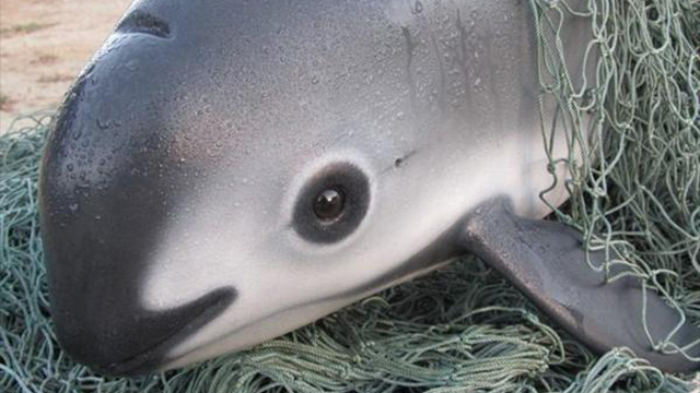 Vaquita