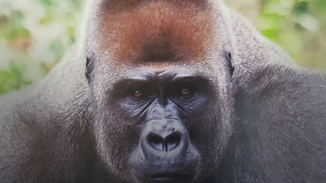Cross River Gorilla Jambul Merah