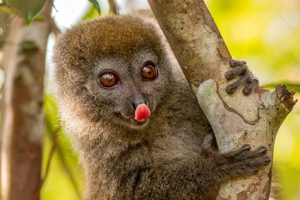 Lemur Bambu Madagaskar