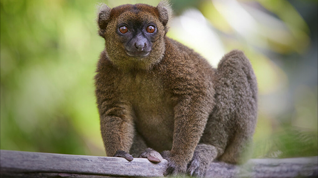 Lemur Bambu Madagaskar post thumbnail image