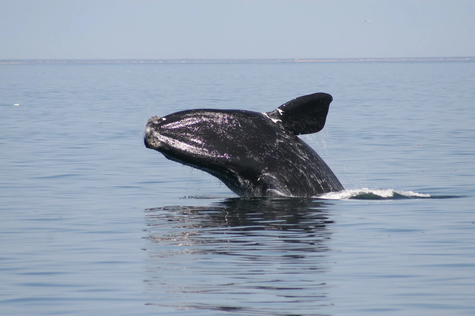 Atlantic Right Whale