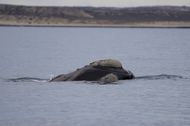 Atlantic Right Whale