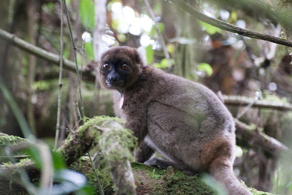 Lemur Bambu Madagaskar