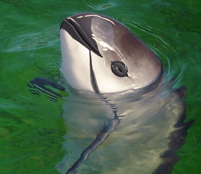 Vaquita