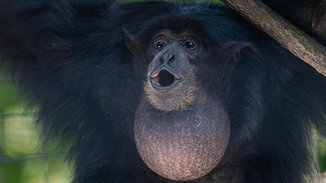 Siamang Hainan