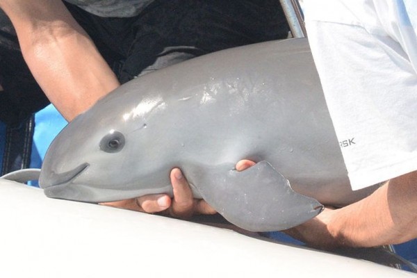 Vaquita